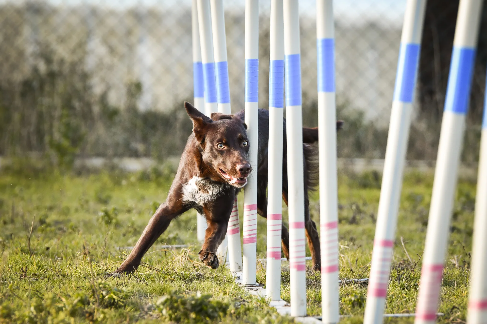 Hund läuft Slalom auf dem Agility-Parcours beim Camping mit Hund