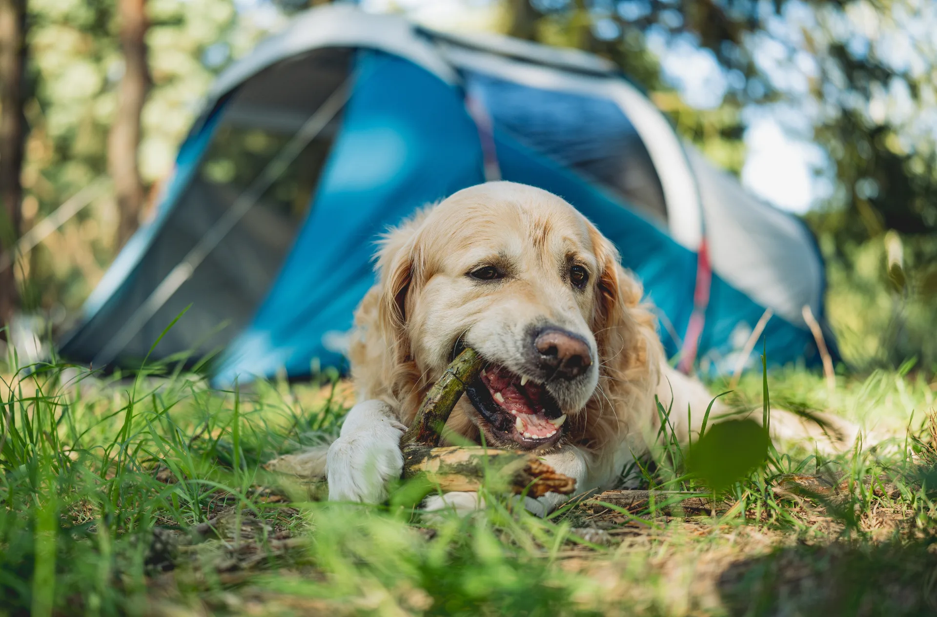 Golden retriever with a stick in front of a tent on the campsite