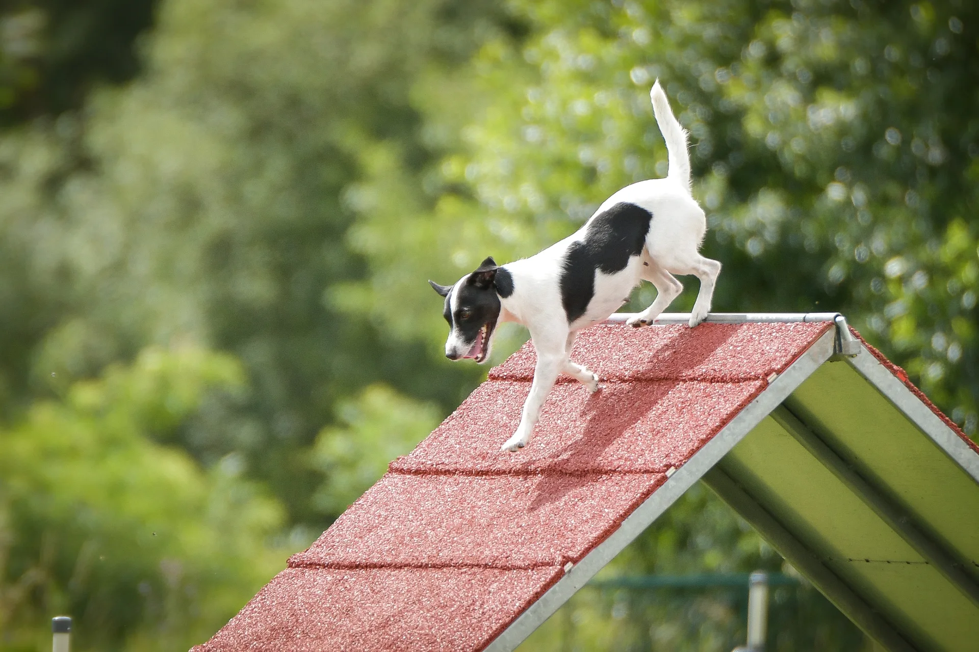 Hund auf der A-Wand auf der Hundewiese des Lægårdens Camping